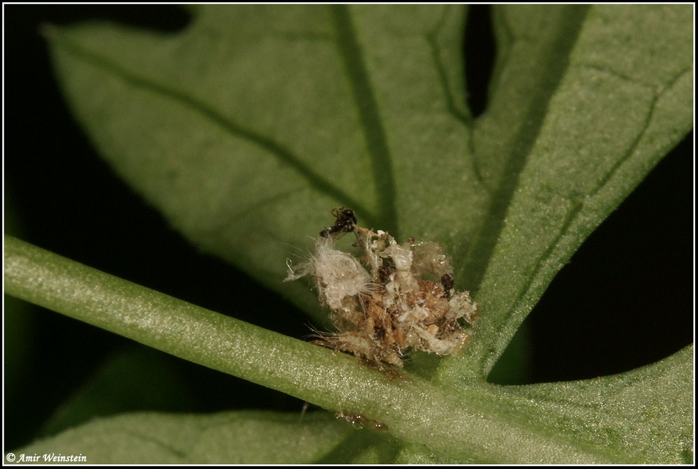 Dichochrysa genei